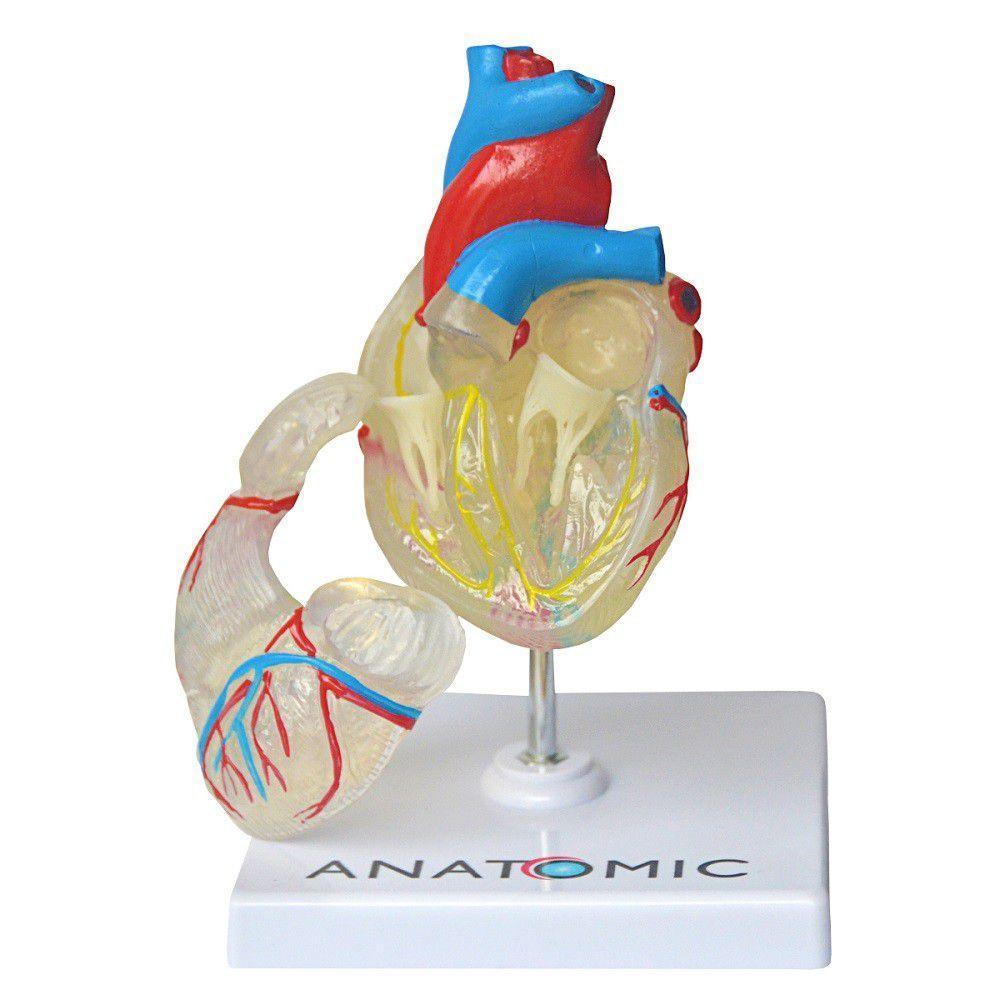 Coração Humano Transparente Em 2 Pts Anatomia - 3