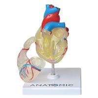 Coração Humano Transparente Em 2 Pts Anatomia - 3
