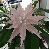 Flor Artificial Natal Rosa 34cm - 2