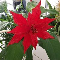 Flor Artificial Natal Vermelha 32cm - 5