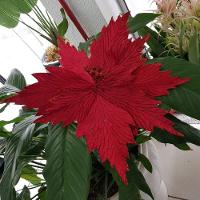 Flor Artificial Natal Vermelha 35cm - 4