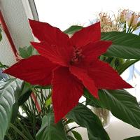 Flor Artificial Poinsétia Veludo 41cm - 5