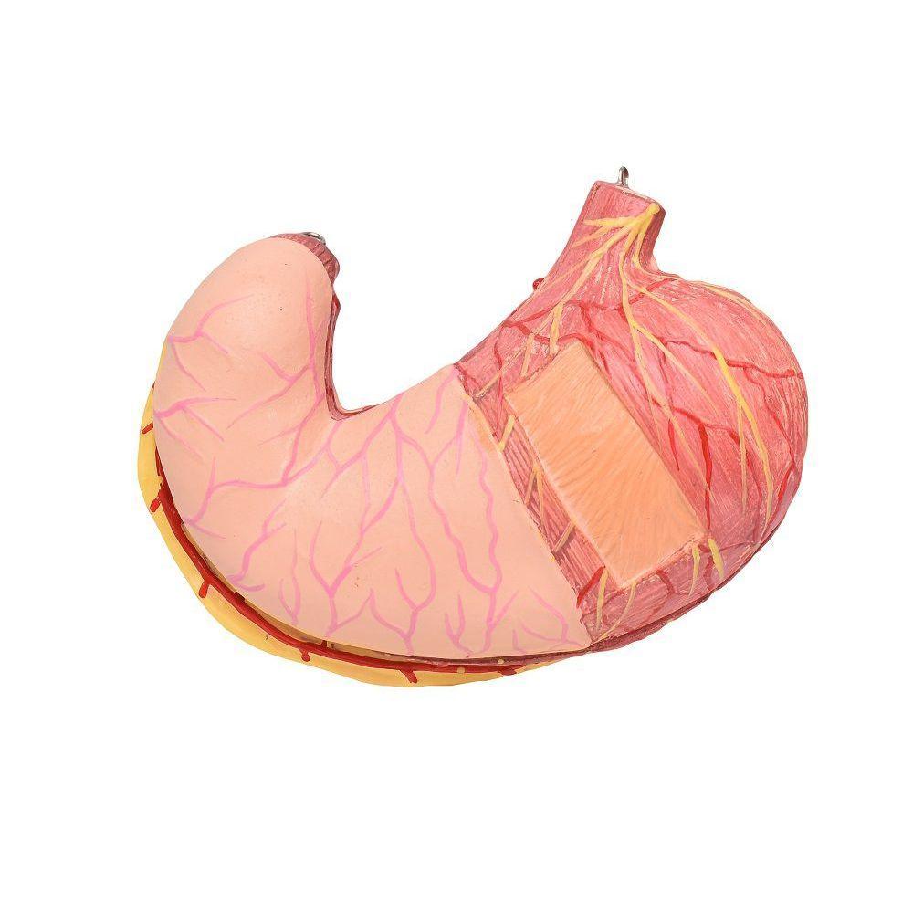 Estômago Em Tamanho Real Em 2 Partes - 1