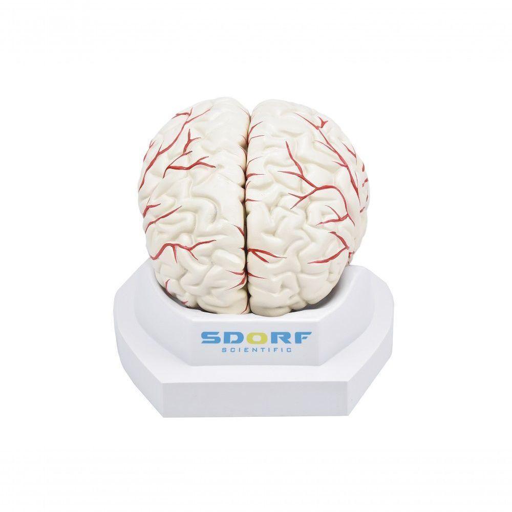 Cérebro em Tamanho Natural 8 Partes com Artérias - 1