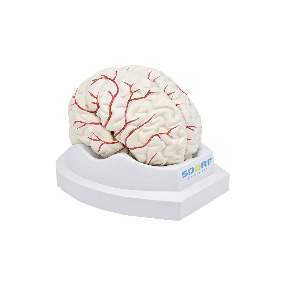 Cérebro em Tamanho Natural 8 Partes com Artérias - 2