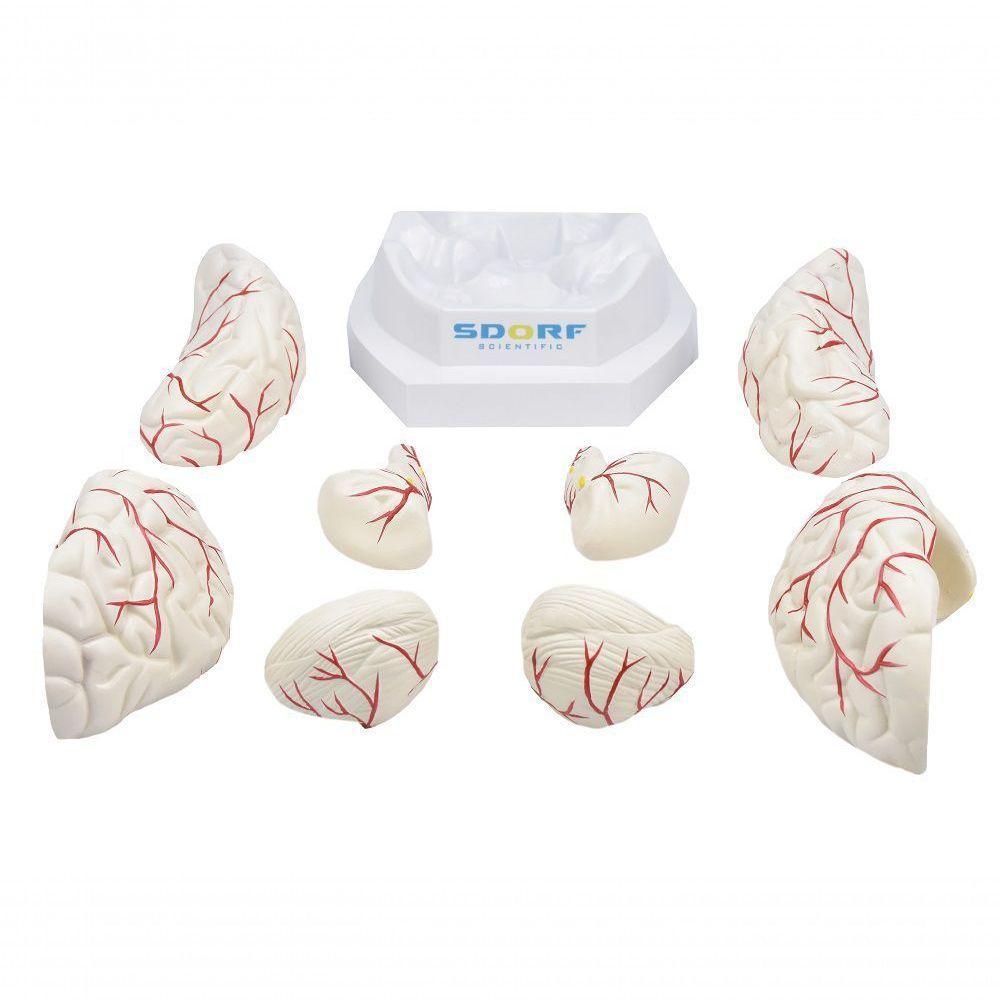Cérebro em Tamanho Natural 8 Partes com Artérias - 4
