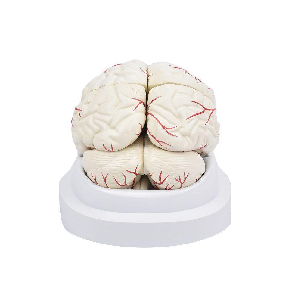 Cérebro em Tamanho Natural 8 Partes com Artérias - 6