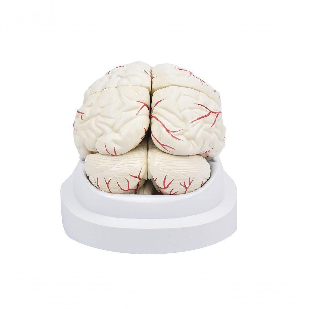 Cérebro em Tamanho Natural 8 Partes com Artérias - 7