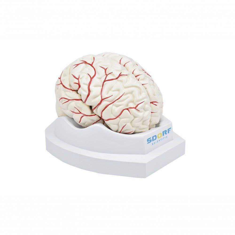 Cérebro em Tamanho Natural 8 Partes com Artérias - 9
