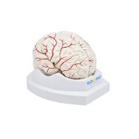 Cérebro em Tamanho Natural 8 Partes com Artérias - 2