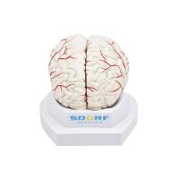 Cérebro em Tamanho Natural 8 Partes com Artérias - 3