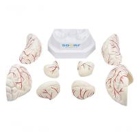 Cérebro em Tamanho Natural 8 Partes com Artérias