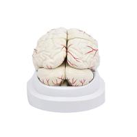 Cérebro em Tamanho Natural 8 Partes com Artérias - 6