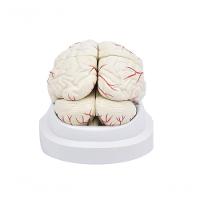 Cérebro em Tamanho Natural 8 Partes com Artérias - 7