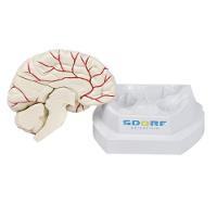 Cérebro em Tamanho Natural 8 Partes com Artérias - 8