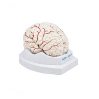 Cérebro em Tamanho Natural 8 Partes com Artérias - 9