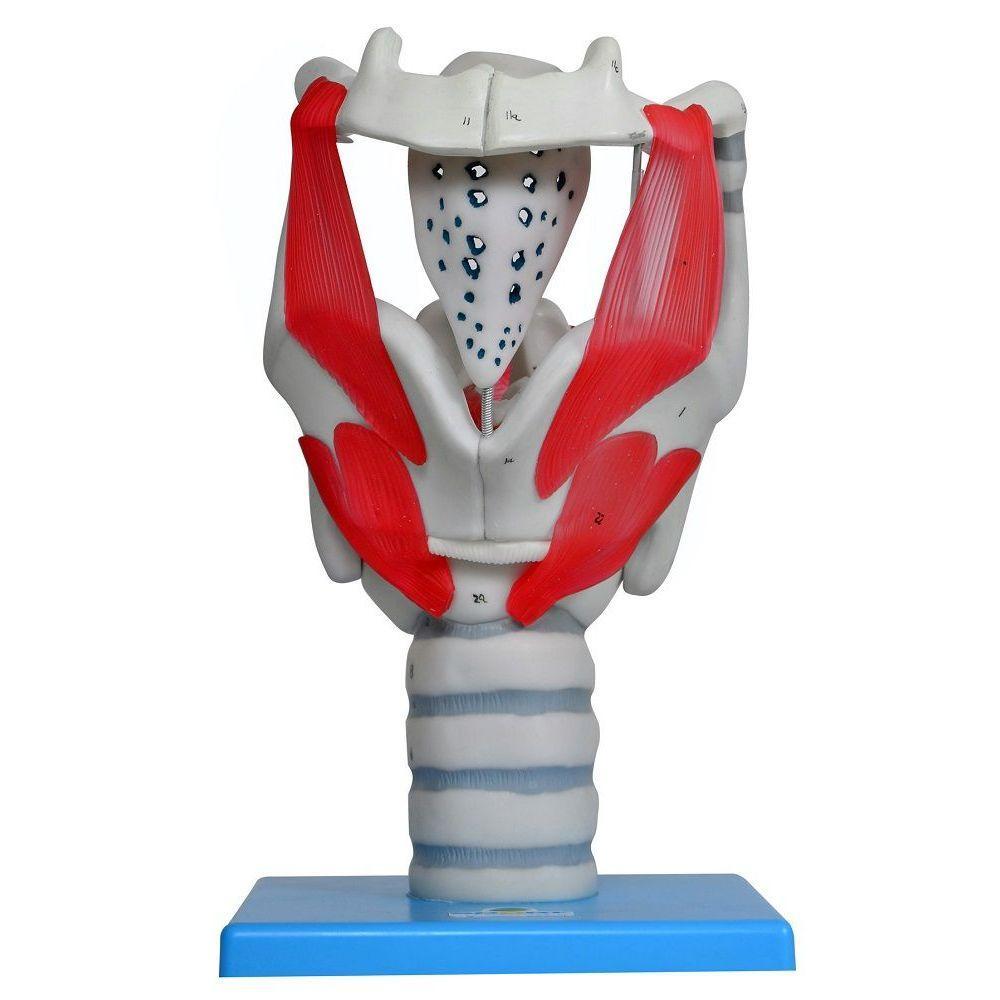 Laringe Funcional 3,5 X O Tamanho Natural, Anatomia - 2
