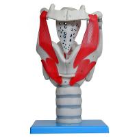 Laringe Funcional 3,5 X O Tamanho Natural, Anatomia - 2
