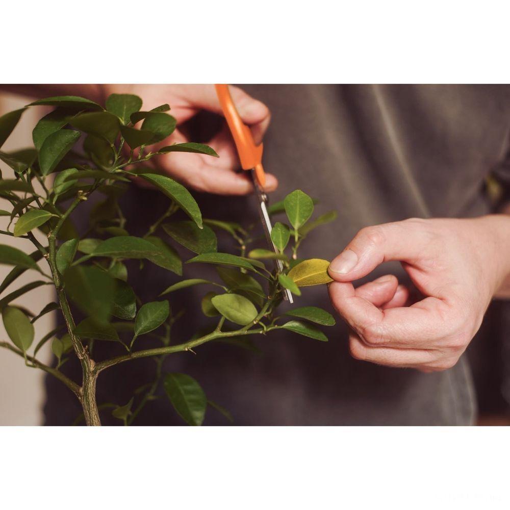 Tesoura Para Frutas Tramontina Com Lâminas Em Aço Inox Tramontina - 3