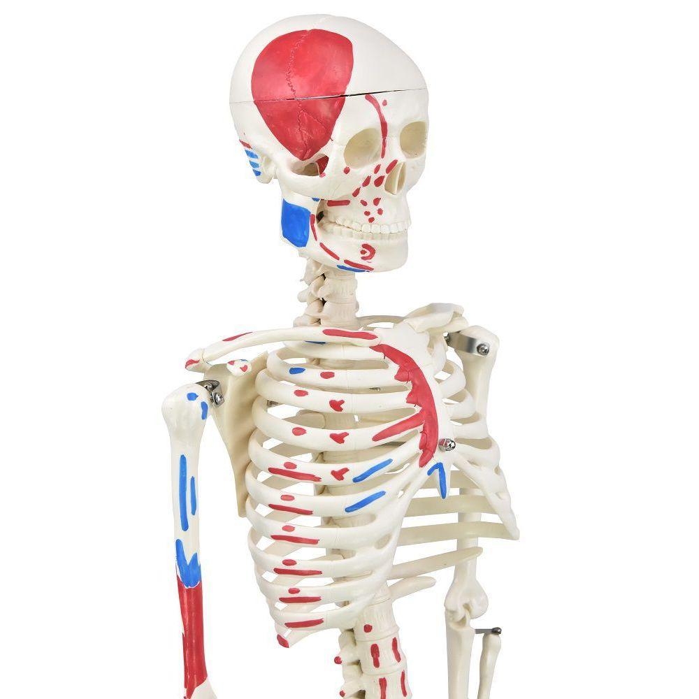 Esqueleto Humano 85 Cm De Altura C/, Origens E Inserções - 2