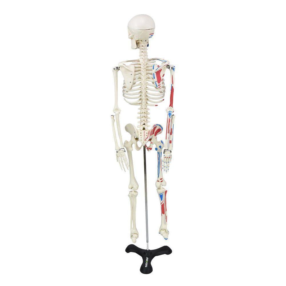 Esqueleto Humano 85 Cm De Altura C/, Origens E Inserções - 3