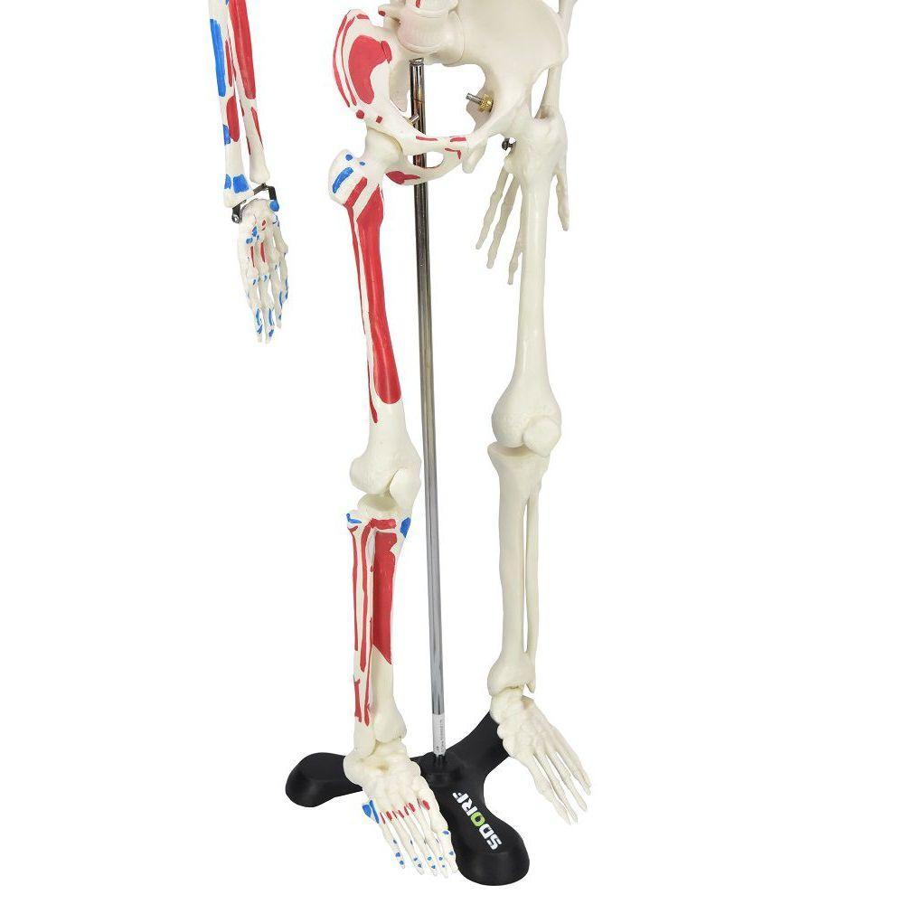 Esqueleto Humano 85 Cm De Altura C/, Origens E Inserções - 4