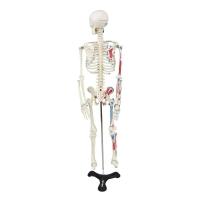 Esqueleto Humano 85 Cm De Altura C/, Origens E Inserções - 3