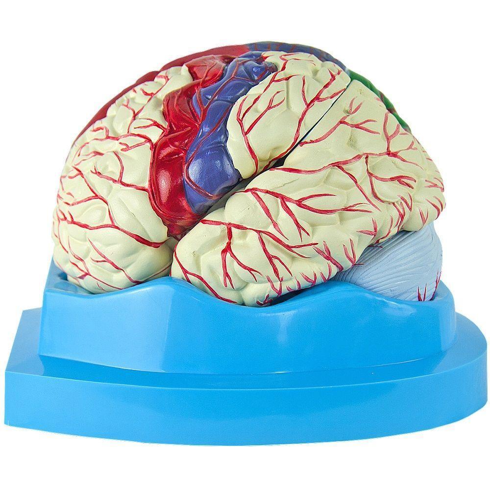 Cérebro Com Regiões Neuro-Funcionais, Em 8 Partes - 2