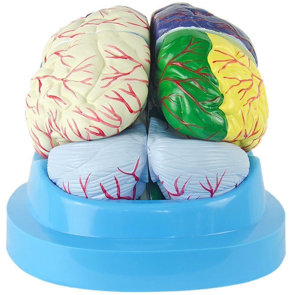 Cérebro Com Regiões Neuro-Funcionais, Em 8 Partes - 5