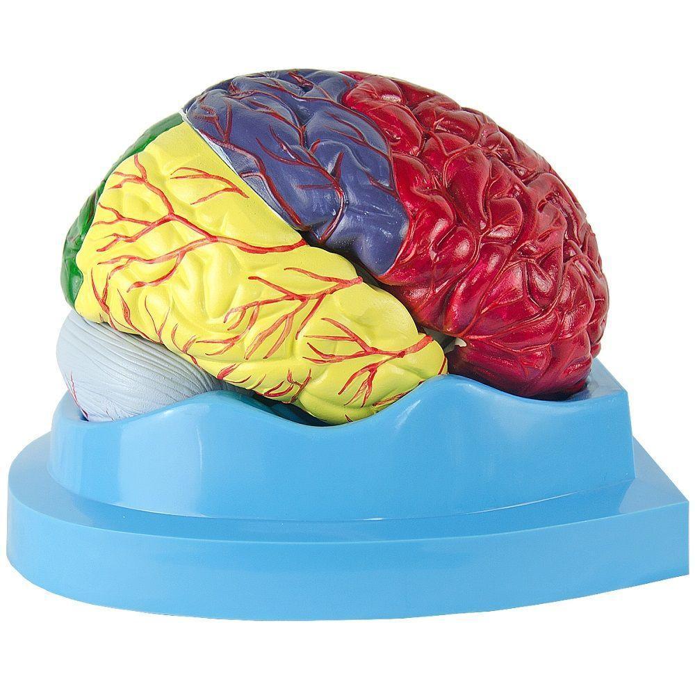 Cérebro Com Regiões Neuro-Funcionais, Em 8 Partes - 7