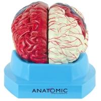 Cérebro Com Regiões Neuro-Funcionais, Em 8 Partes - 1