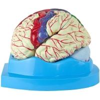 Cérebro Com Regiões Neuro-Funcionais, Em 8 Partes - 2