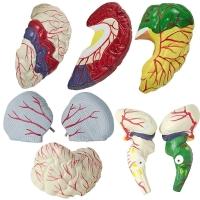 Cérebro Com Regiões Neuro-Funcionais, Em 8 Partes - 3