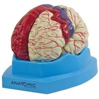 Cérebro Com Regiões Neuro-Funcionais, Em 8 Partes - 6