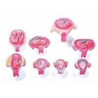 Gravidez Embrionário em 8 Fases Modelo Anatomia - 1