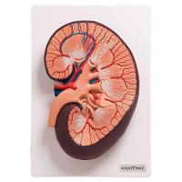 Rim Humano Básico Em Corte Longitudinal, Anatomia - 3