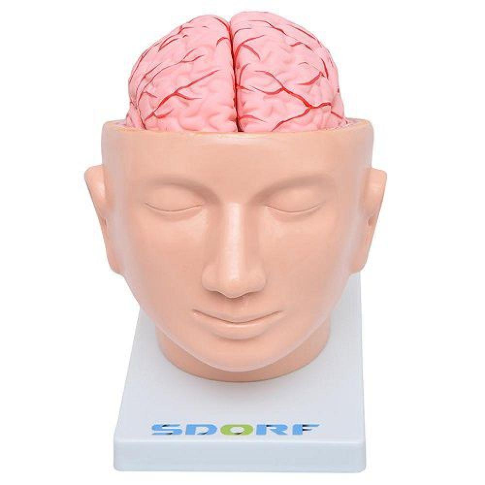 Cabeça Humana com Cérebro em 9 Partes - 1