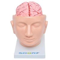 Cabeça Humana com Cérebro em 9 Partes - 1