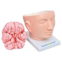 Cabeça Humana com Cérebro em 9 Partes - 2