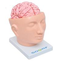 Cabeça Humana com Cérebro em 9 Partes - 3