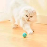 Bola Giratoria Gato Pet Brinquedo Interativo - 8