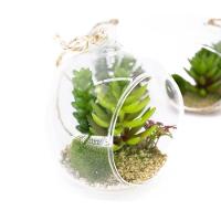 Flor Suculenta Com Vaso De Vidro Para Pendurar Sala Verde 11 Cm F04 - D'rossi - 3