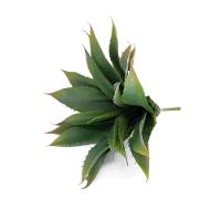 Folha Artificial Agave Com Raiz X21 Para Arranjos Verde 25 Cm F04 - D'rossi - 1