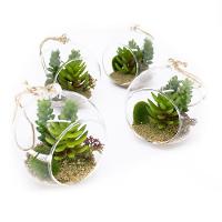 Kit 04 Flor Suculentas Com Vaso Para Pendurar Suspenso 11 Cm F04 - D'rossi - 1