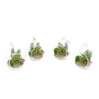 Kit 04 Flor Suculentas Com Vaso Para Pendurar Suspenso 11 Cm F04 - D'rossi - 5