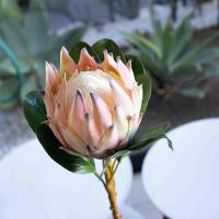 Haste De Flor Artificial Protea Frosted Com Coat Salmão 70 Cm F04 - D'rossi - 4