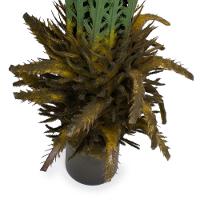 Samambaia Folhagem Artificial Cheia Com Pote X60 Verde 80 Cm F04 - D'rossi - 3