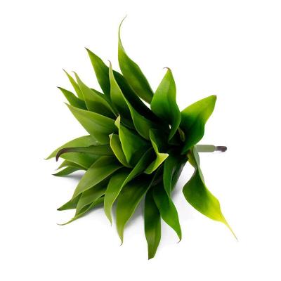Folha Artificial Agave Com Raiz X24 Para Arranjos Verde 60 Cm F04 - D'rossi