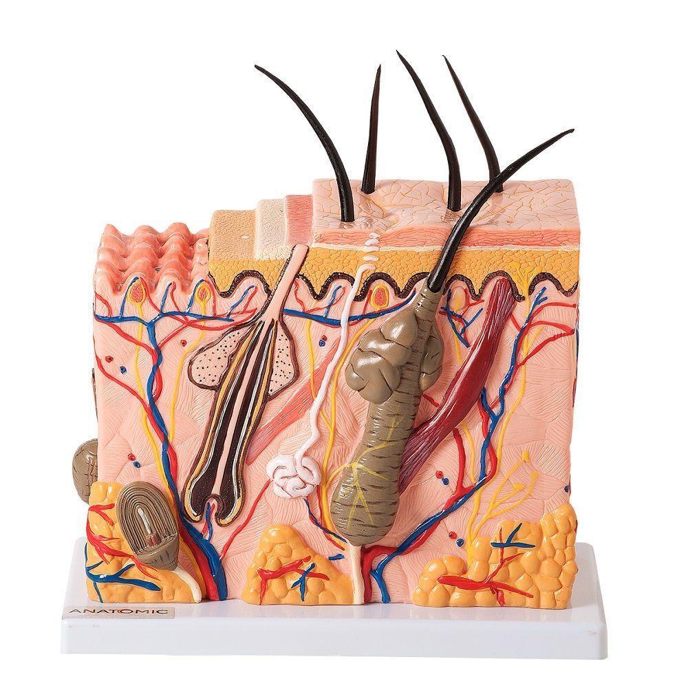 Corte de Pele Modelo em Bloco Ampliado 70x - 1