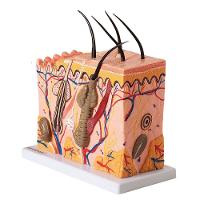 Corte de Pele Modelo em Bloco Ampliado 70x - 3